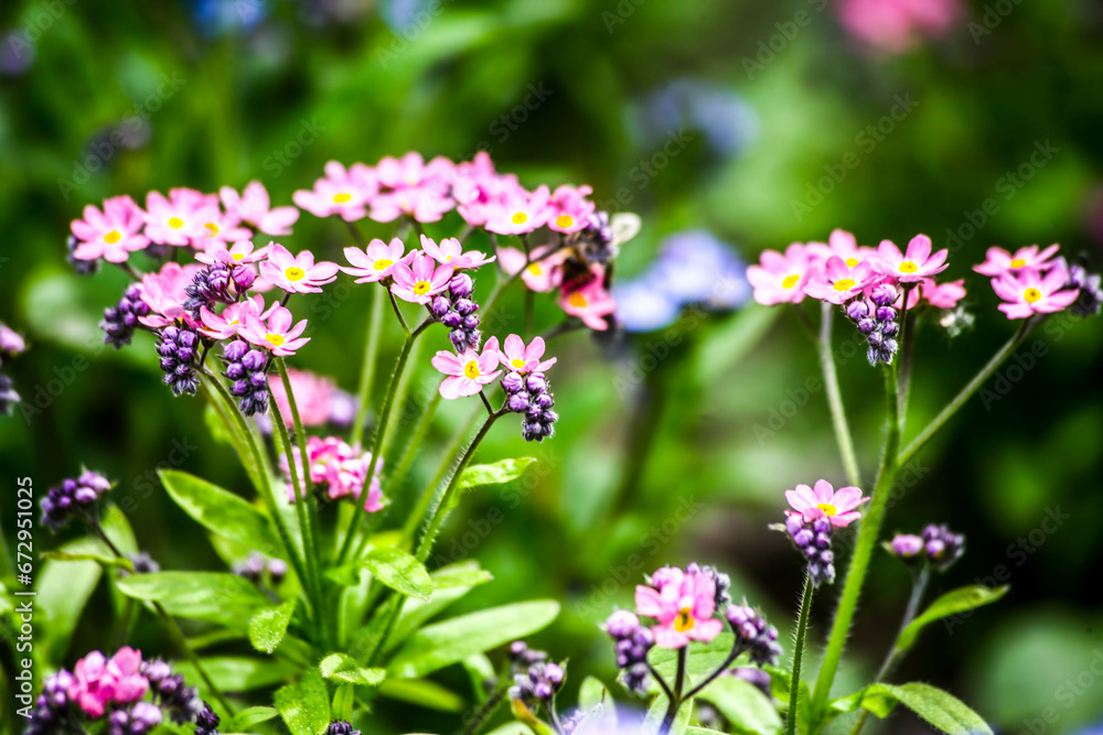 Spring floral background. Flowers in spring. HDR Image (High Dynamic Range). Spring floral background. Flowers in spring. HDR Image (High Dynamic Range).
