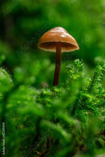 Macrofotografie Pilz im Moos