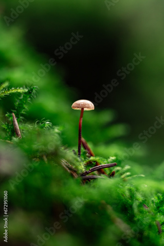 Macrofotografie Pilz im Moos