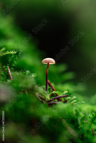 Macrofotografie Pilz im Moos