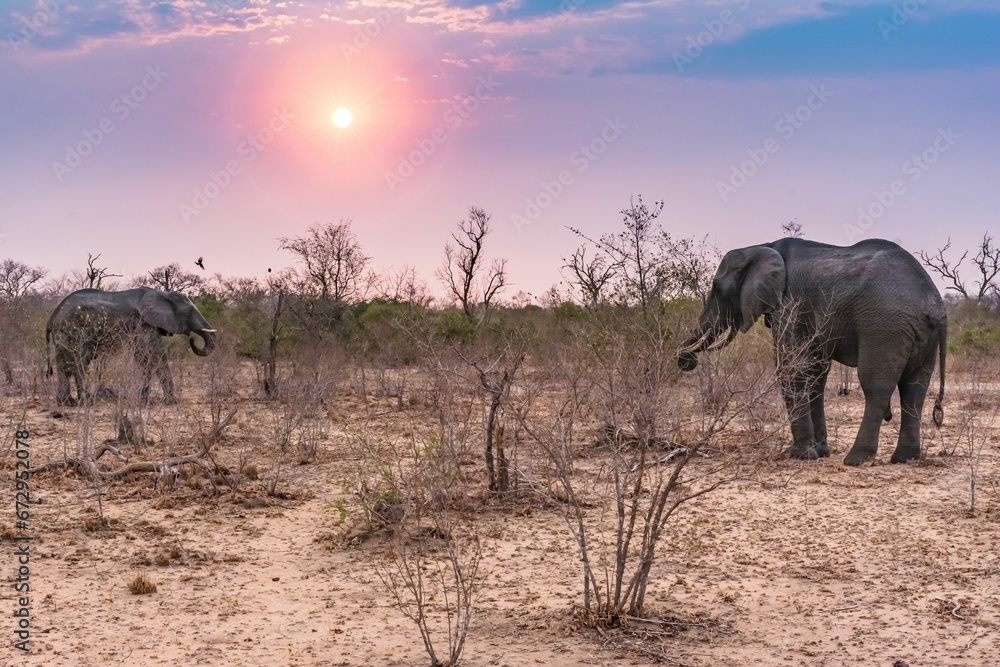 African elephants standing in a field with a beautiful sunset sky in the background African elephants standing in a field with a beautiful sunset sky in the background