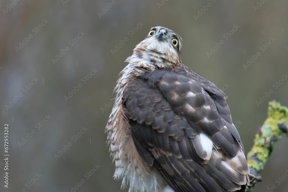 Fototapeta premium Close-up of a Sparrowhawk perched atop a twig, surrounded by lush greenery