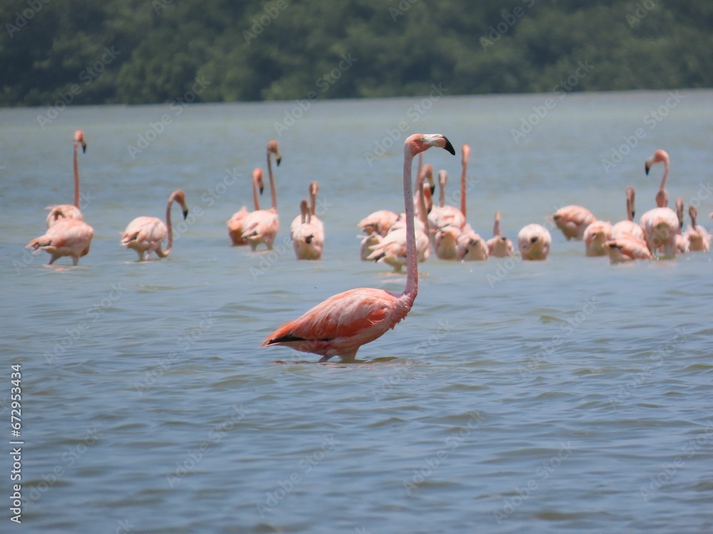 Flock of flamingos pictured in their natural habitat of a tranquil lake
