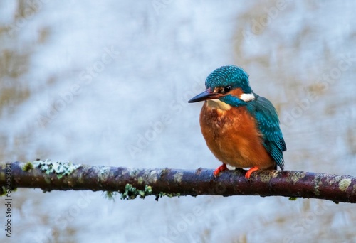 Kingfisher sitting on a branch © Wirestock