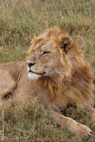 Lion au Serengeti - Tanzanie