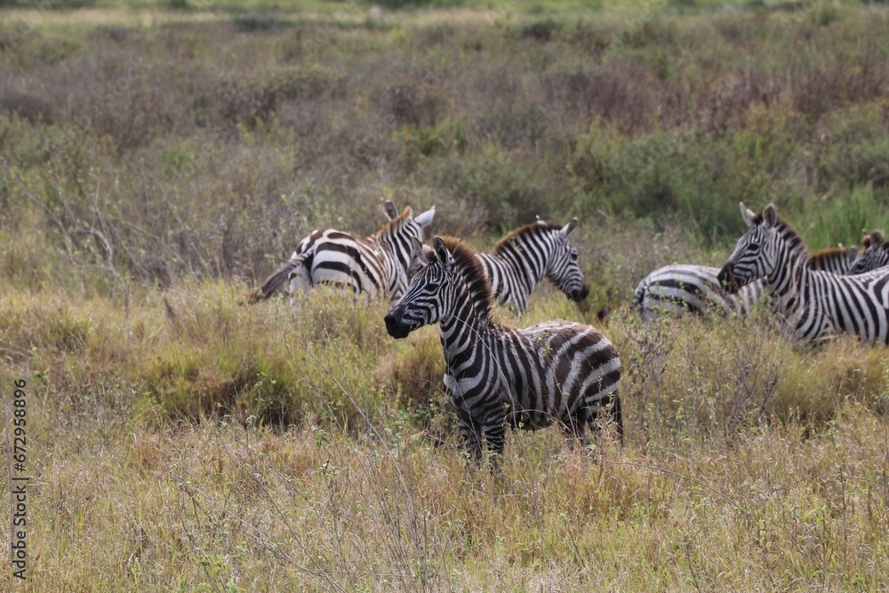 Obraz premium Bébé zèbre attentif au Serengeti - Tanzanie