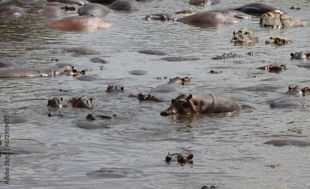 Fototapeta premium Troupeau d'hippopotames - Tanzanie