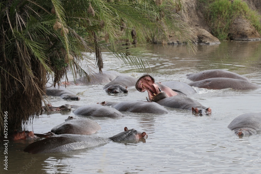 Fototapeta premium Hippopotames (bouche ouverte) dans un marécage - Tanzanie
