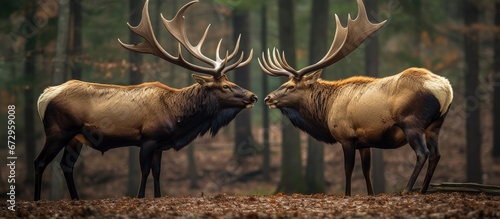 Two enormous male elk assessing each other in preparation for a friendly bout Picture captured in the Elk State Forest located in Elk County Benezette Pennsylvania photo