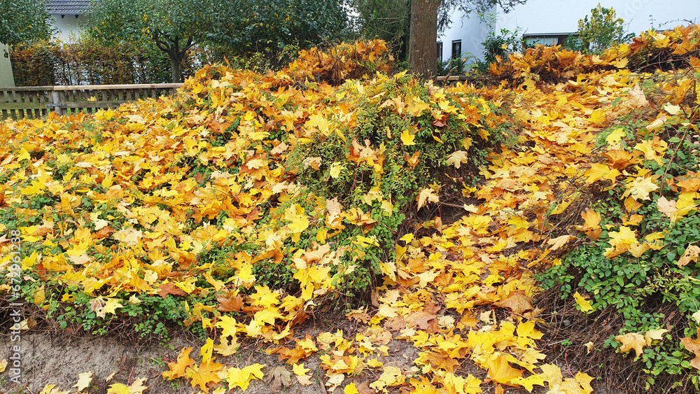 Autumn yellow leaves in the little park with good weather. Autumn yellow leaves in the little park with good weather.