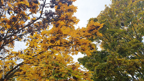 Autumn yellow trees with leaves in a little park on the floor.