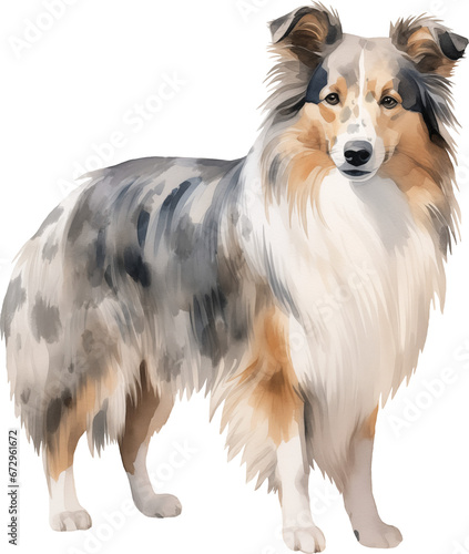 Shetland sheepdog watercolor illustration created with Generative AI technology photo