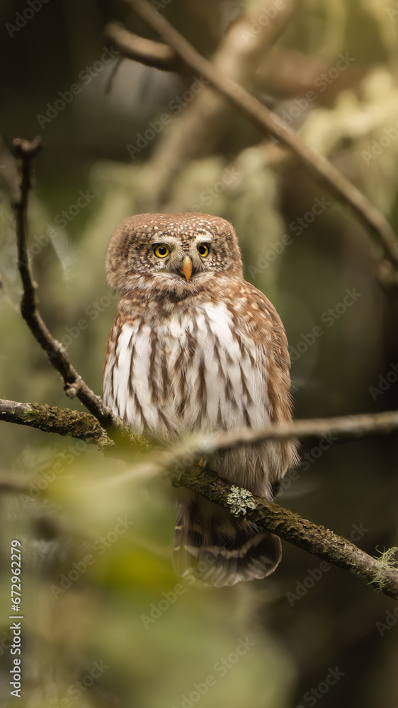 cute little eurasian pygmy owl on a tree branch cute little eurasian pygmy owl on a tree branch