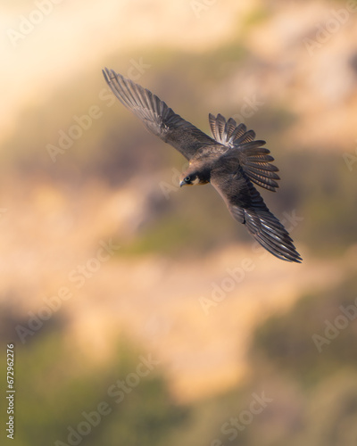 eleonora's falcon from greece © Matei