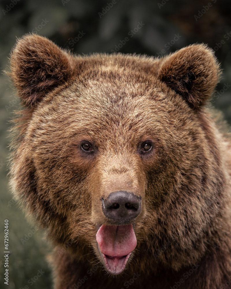 brown bear portrait from romania brown bear portrait from romania
