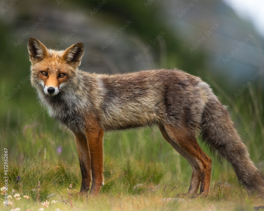 wild red fox from the carpathians wild red fox from the carpathians
