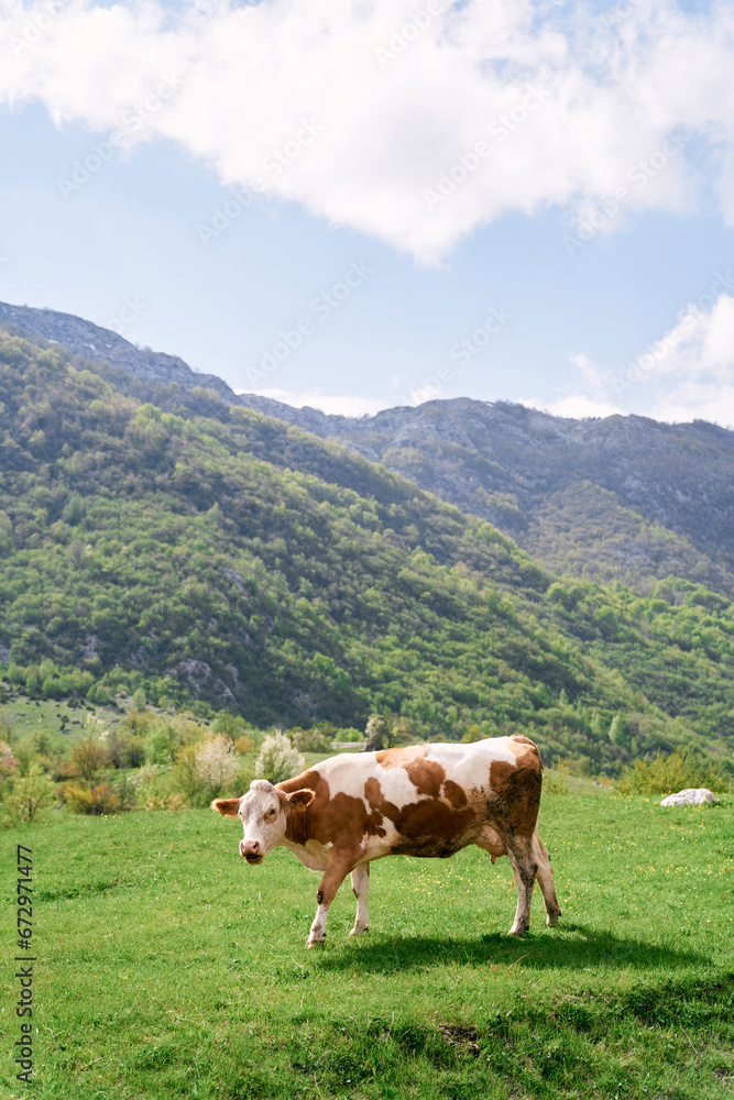 Brown cow walks through a green pasture in the mountains