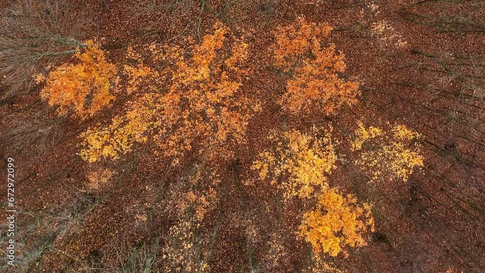 Vertical video. Aerial trees. Autumn forest. Nature scenery beautiful deciduous orange brown leaves in daylight atmospheric park landscape drone view. Vertical video. Aerial trees. Autumn forest. Nature scenery beautiful deciduous orange brown leaves in daylight atmospheric park landscape drone view.