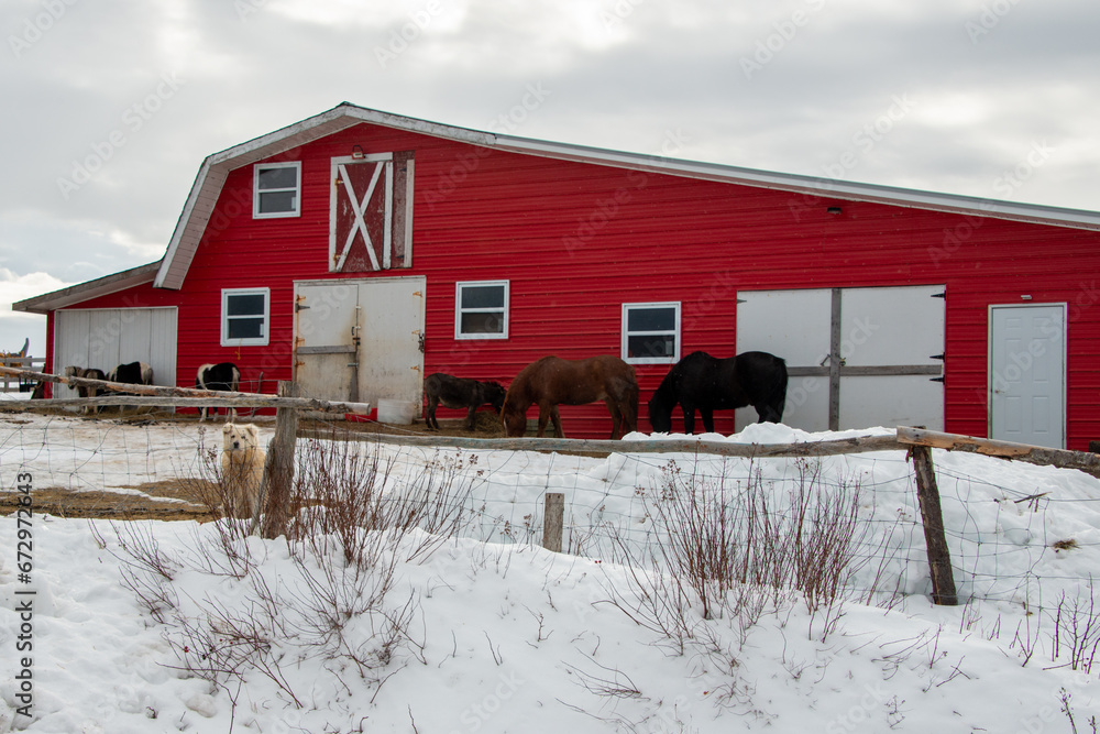 A large vibrant red vintage barn with multiple white wood doors, glass windows, and a second floor hay loft. There are horses and a pony outside in a snow-covered animal pen and yard. 