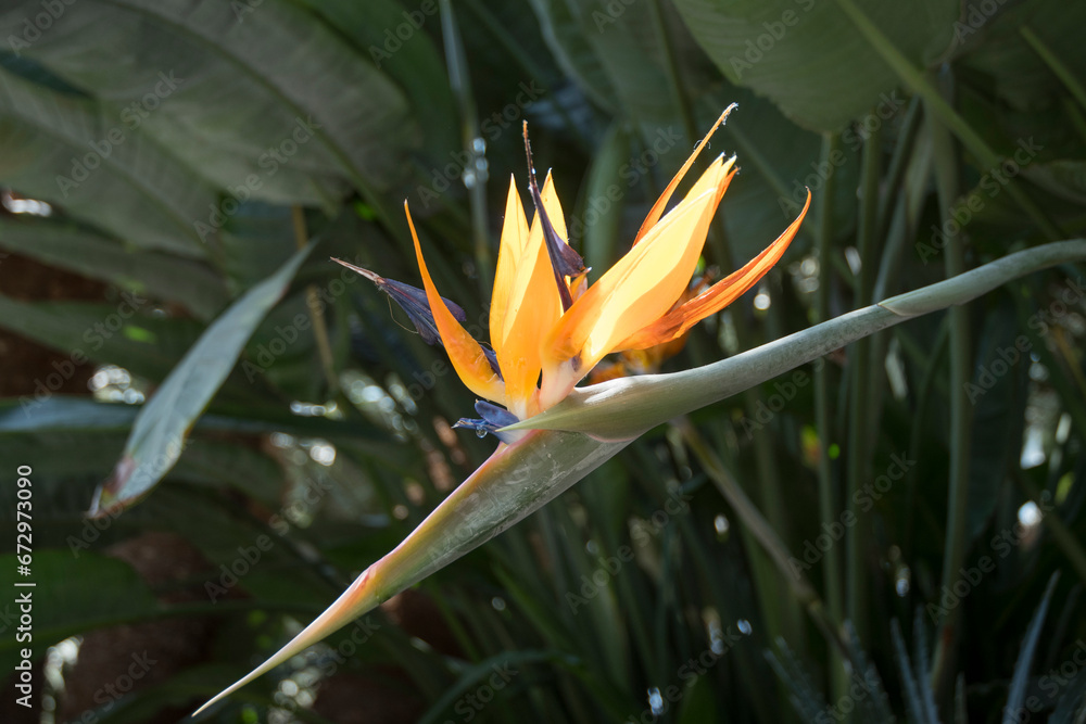 Strelitzia Reginae flower or Bird of paradise flower Strelitzia Reginae flower or Bird of paradise flower
