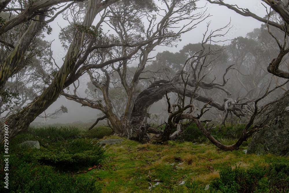 Misty trees in Snowy Mountains Australia Misty trees in Snowy Mountains Australia