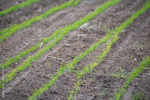 Corn emerging in the field. Small corn plants, saturated green in color. Moist and fertile soil in the field.