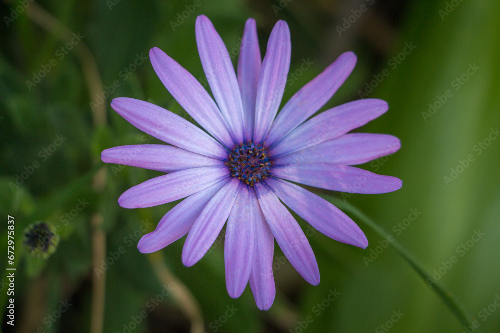 Fototapeta premium Purple daisy with its purple petal