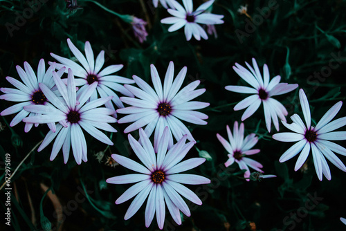 A group of white daisies sitting together photo