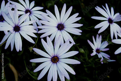 Blue daisies in the background photo