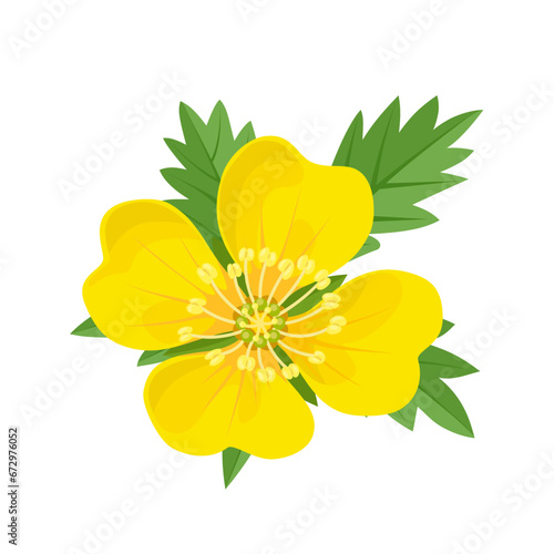 Vector illustration, Potentilla erecta, known as tormentil, isolated on white background.