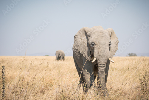 Portrait of african elephants (loxodonta africana) walking through the great savanna of Serengeti National Park, Tanzania