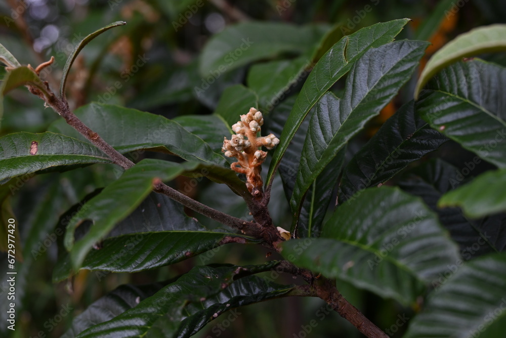 The loquat ( Rhaphiolepis bibas ) buds and flowers. Rosaceae evergreen fruit tree. Sweet-scented white five-petaled flowers bloom from November to December. The loquat ( Rhaphiolepis bibas ) buds and flowers. Rosaceae evergreen fruit tree. Sweet-scented white five-petaled flowers bloom from November to December.