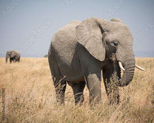Portrait of african elephants  loxodonta africana  walking through the great savanna of Serengeti National Park  Tanzania