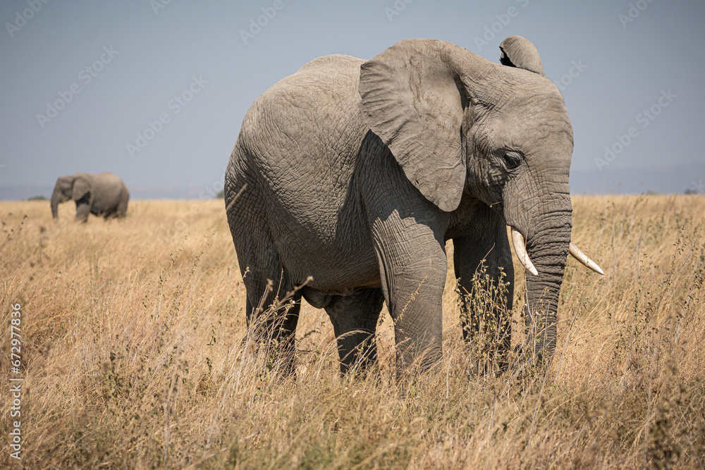 Obraz premium Portrait of african elephants (loxodonta africana) walking through the great savanna of Serengeti National Park, Tanzania