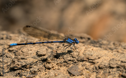 Beautiful, blue, male, Springwater Dancer damselfly in summer sun © pimmimemom