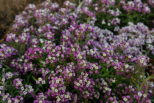 background of small purple and white flowers  