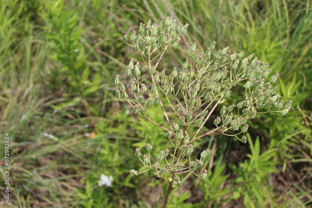 Pale Indian plantain at Miami Woods in Morton Grove, Illinois Pale Indian plantain at Miami Woods in Morton Grove, Illinois