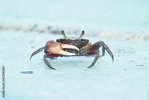 Close-up shot of a small brown crab walking along the sandy beach with the pristine, crystal-clear