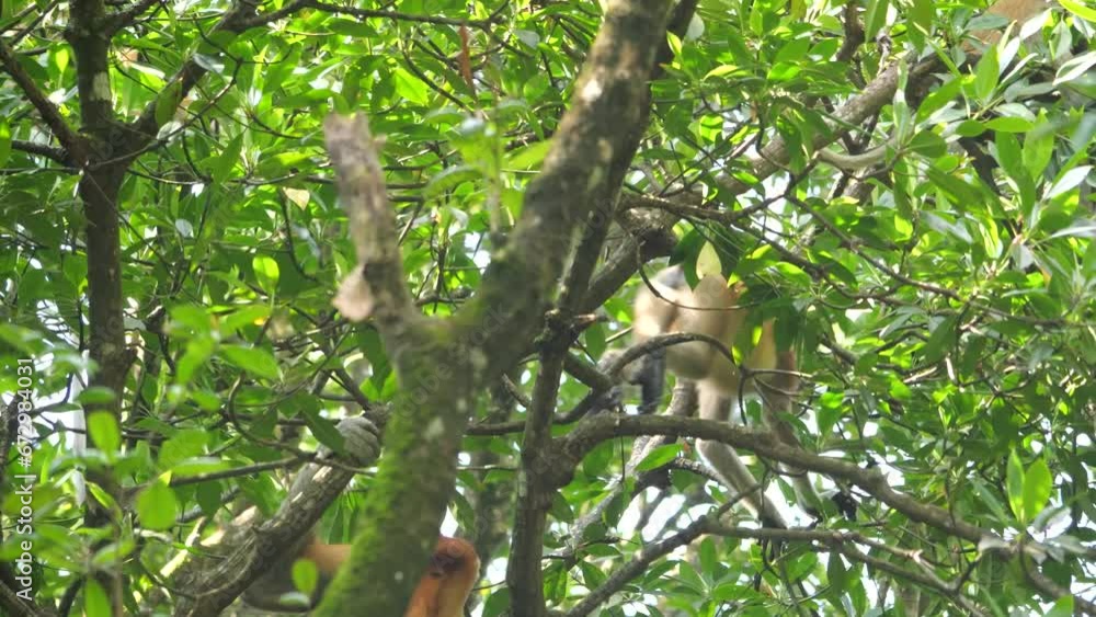 proboscis monkey (Nasalis larvatus) is sitting on a tree. Proboscis monkeys are endemic to the island of Borneo, which are scattered in mangroves, swamps and coastal forests. proboscis monkey (Nasalis larvatus) is sitting on a tree. Proboscis monkeys are endemic to the island of Borneo, which are scattered in mangroves, swamps and coastal forests.