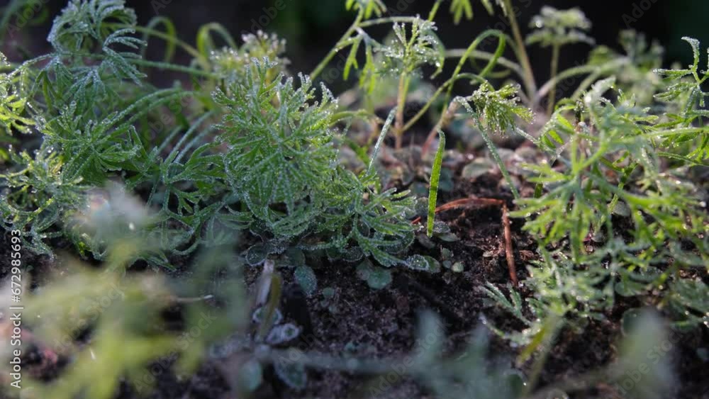 Extreme close up of young dill herb limping from frost while sun illuminated ice crystals and shining through plant. Extreme close up of young dill herb limping from frost while sun illuminated ice crystals and shining through plant.