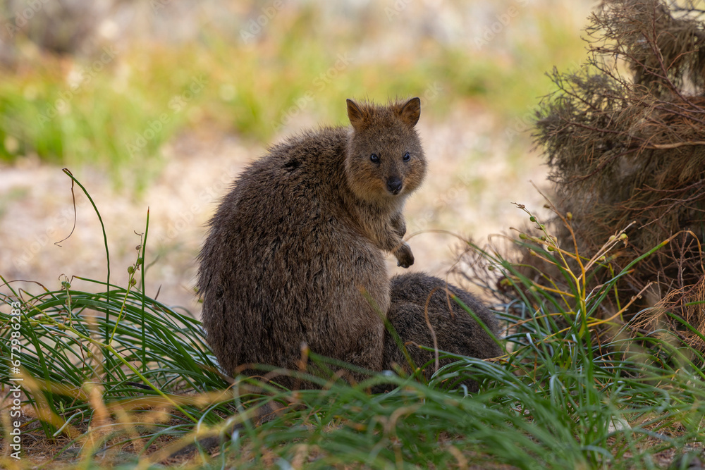 Fototapeta premium Close up of a Quokka, small marsupial macropod animal, located in natural habitat on Rottnest Island, western Australia