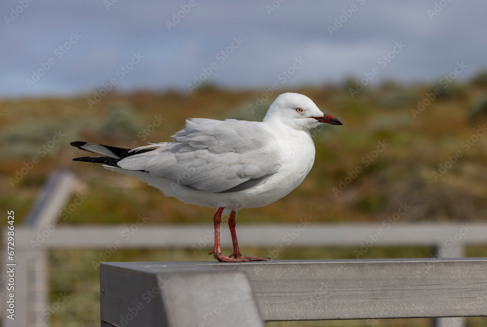 Common Silver Gull coastal bird western Australia Common Silver Gull coastal bird western Australia