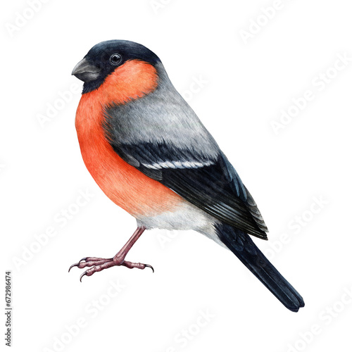 Bullfinch bird painted watercolor illustration. Hand drawn Pyrrhula pyrrhula bright Eurasian avian. Realistic bullfinch bird with red breast feathers element. Forest little songbird. White background