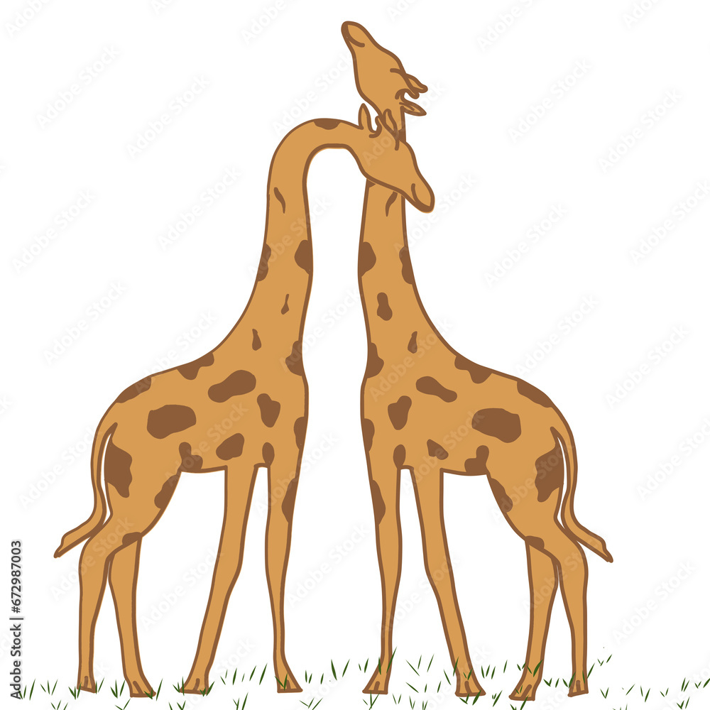 Fototapeta premium Giraffe couple