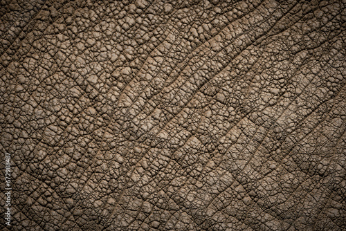 The skin of a big african elephant (loxodonta africana) in the savanna of Serengeti National Park, Tanzania.