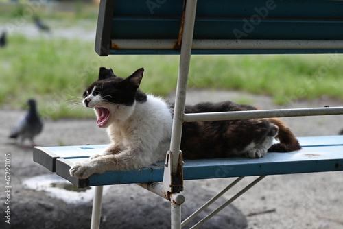 青いベンチを陣取る年老いたが、可愛い三毛猫