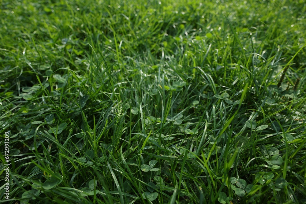 Fresh green grass with water drops growing outdoors in summer, closeup Fresh green grass with water drops growing outdoors in summer, closeup