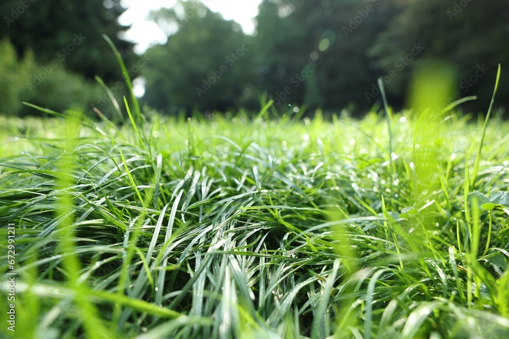 Obraz premium Fresh green grass growing on meadow in summer, closeup