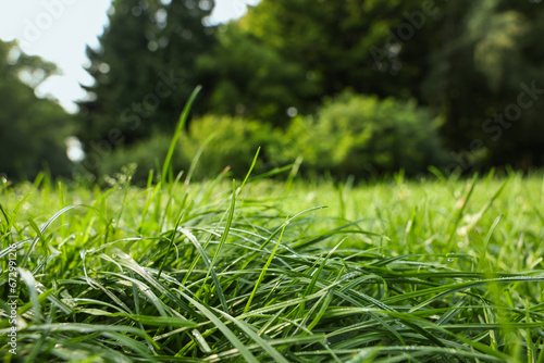 Fresh green grass growing on meadow in summer  closeup