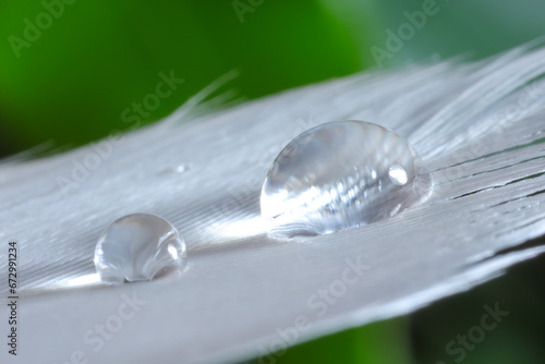 Macro photo of water drops on white feather against blurred background